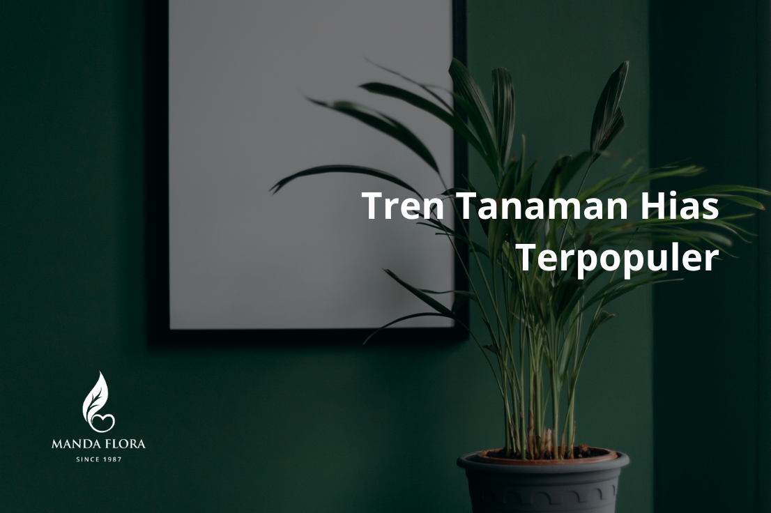 Tren Tanaman Hias Terpopuler Mandaflora