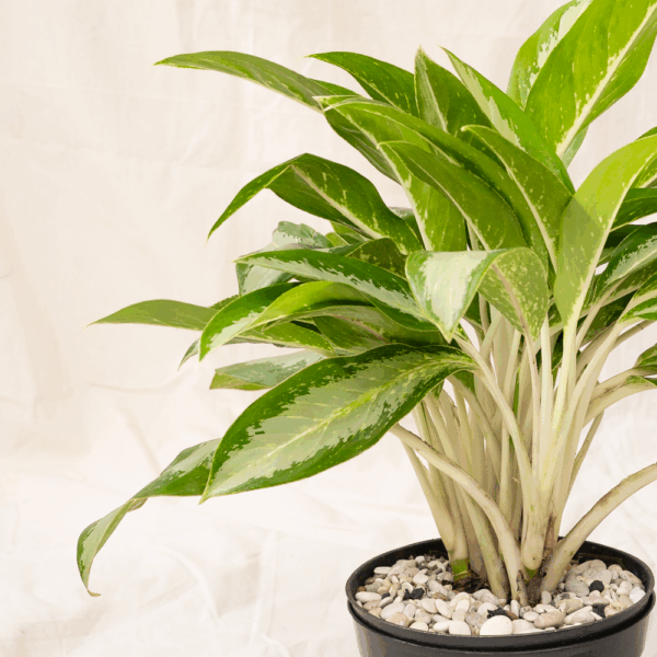 Aglaonema Hijau | Chinese Evergreen