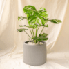 Monstera Borsigiana | Swiss Cheese Plant