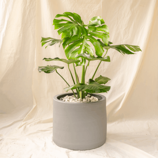 Monstera Borsigiana | Swiss Cheese Plant