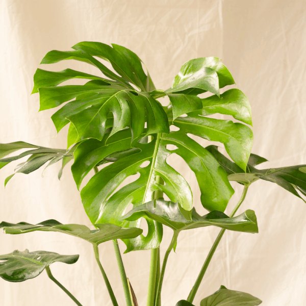 Monstera Borsigiana | Swiss Cheese Plant
