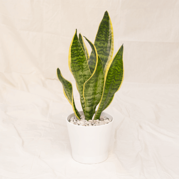Sansevieria