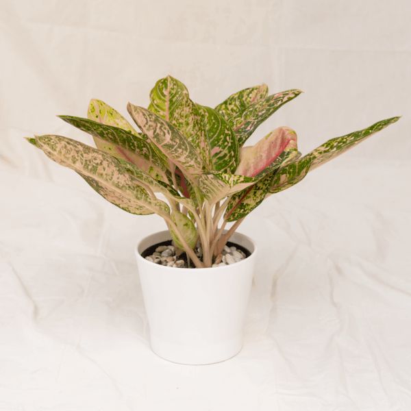 Aglaonema Donna Carmen | Chinese Evergreen