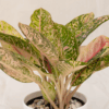 Aglaonema Donna Carmen | Chinese Evergreen
