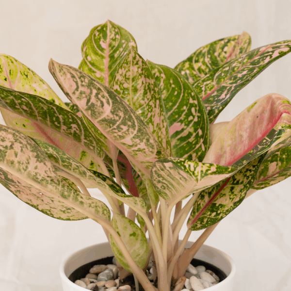 Aglaonema Donna Carmen | Chinese Evergreen
