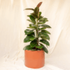 Ficus Karet | Rubber Plant
