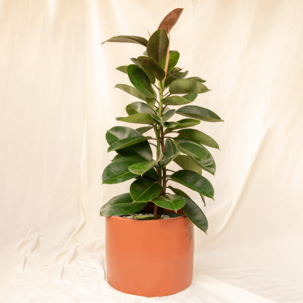 Ficus Karet | Rubber Plant