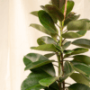 Ficus Karet | Rubber Plant