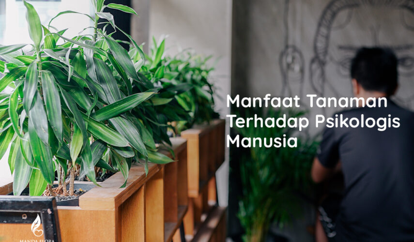manfaat tanaman kepaa psikologis manusia