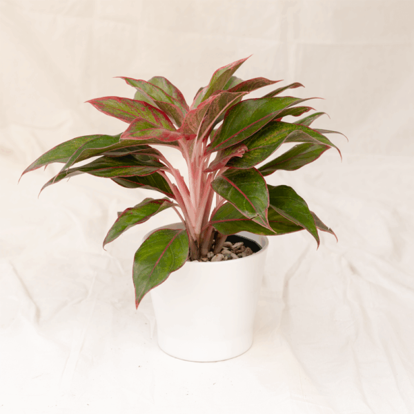 Aglaonema Lipstik | Red Chinese Evergreen