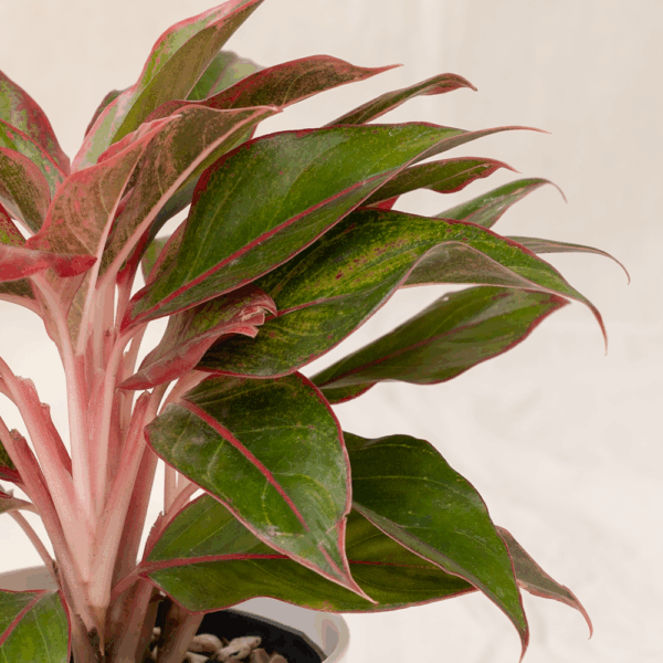 Aglaonema Lipstik | Red Chinese Evergreen