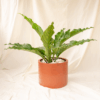 Anthurium Gelombang Cinta | Anthurium plowmanii