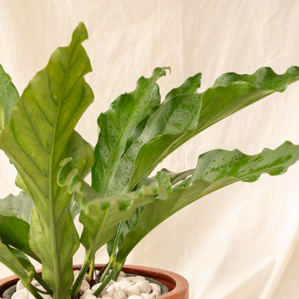 Anthurium Gelombang Cinta | Anthurium plowmanii