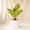 Anthurium Jenmanii | Bird's Nest Anthurium