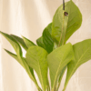 Anthurium Jenmanii | Bird's Nest Anthurium