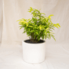 Bambu Jepang Variegata | Gold Dust Dracaena