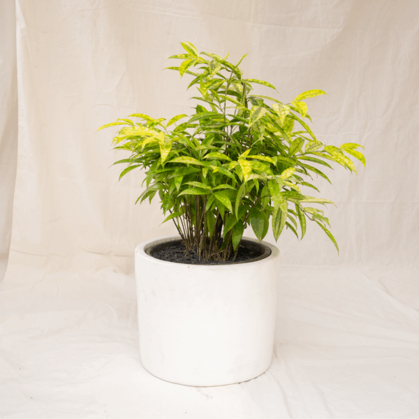 Bambu Jepang Variegata | Gold Dust Dracaena