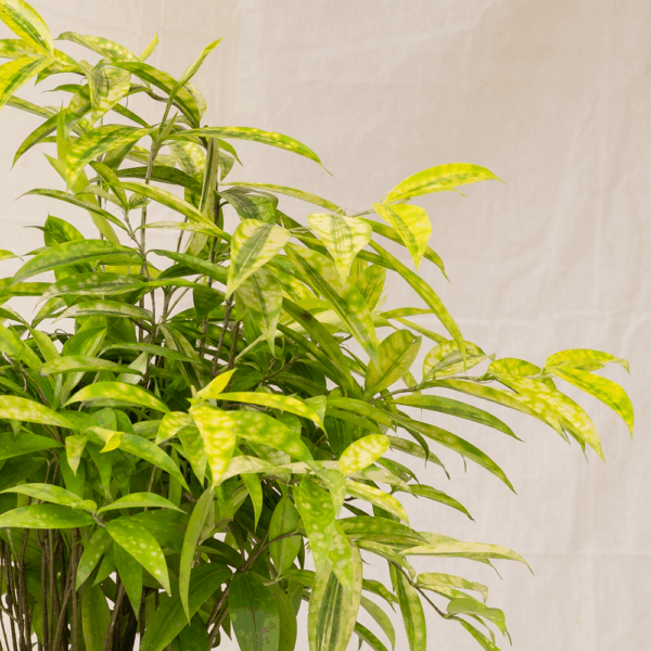 Bambu Jepang Variegata | Gold Dust Dracaena