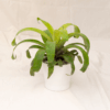 Bromelia Hijau | Green Bromelia