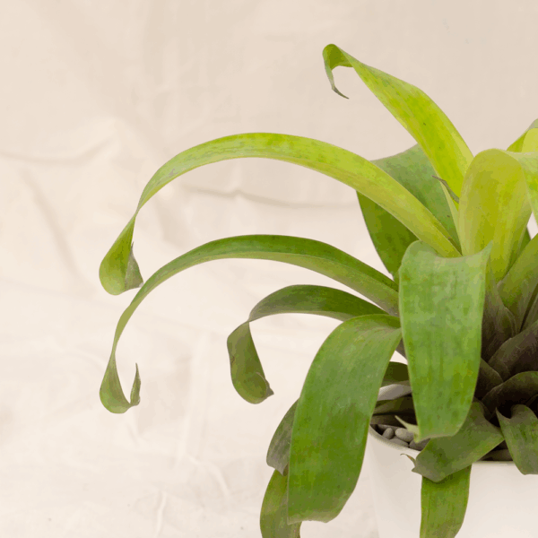 Bromelia Hijau | Green Bromelia