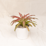 Bromelia Tricolor | Blushing Bromelia