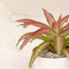 Bromelia Tricolor | Blushing Bromelia