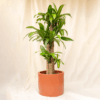 Hanjuang Batang | Corn Plant