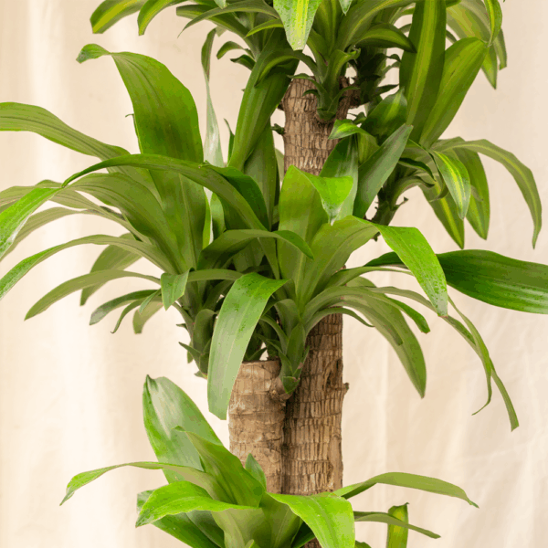 Hanjuang Batang | Corn Plant
