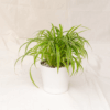 Lili Paris | Spider Plant