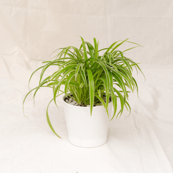 Lili Paris | Spider Plant