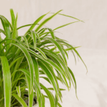 Lili Paris | Spider Plant