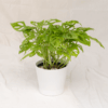 Janda Bolong | Monstera adansonii