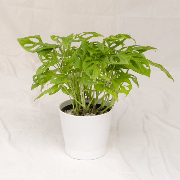 Janda Bolong | Monstera adansonii
