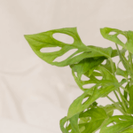 Janda Bolong | Monstera adansonii