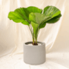 Palem Kol | Ruffled Fan Palm