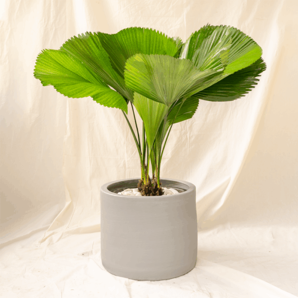 Palem Kol | Ruffled Fan Palm