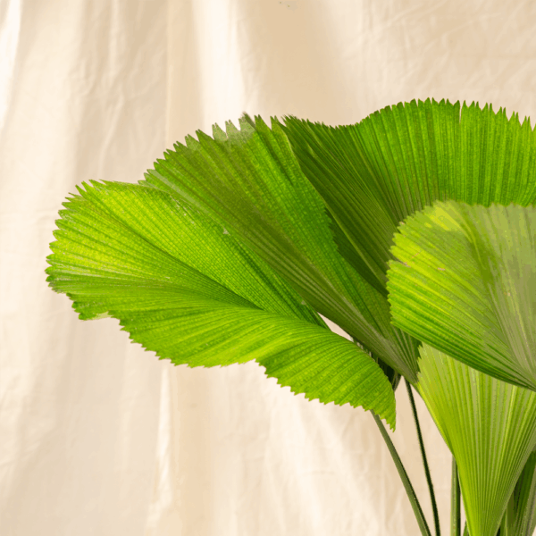 Palem Kol | Ruffled Fan Palm