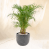 Palem Kuning | Areca Palm