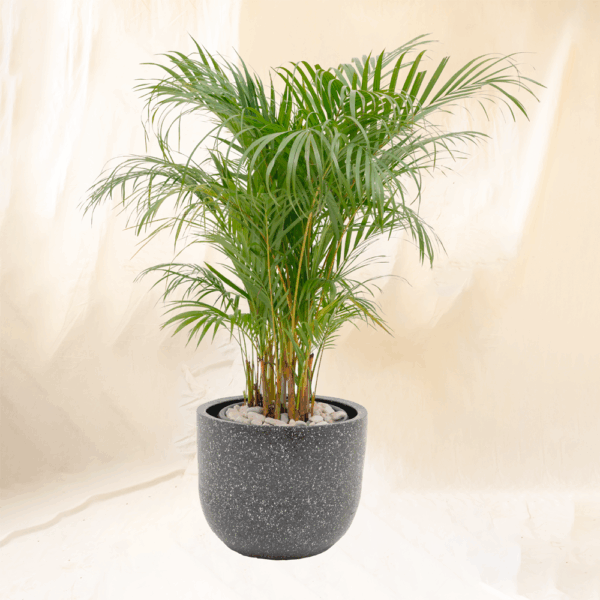 Palem Kuning | Areca Palm