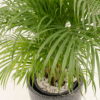 Palem Kuning | Areca Palm