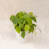 Philodendron Heartleaf | Heartleaf Philodendron
