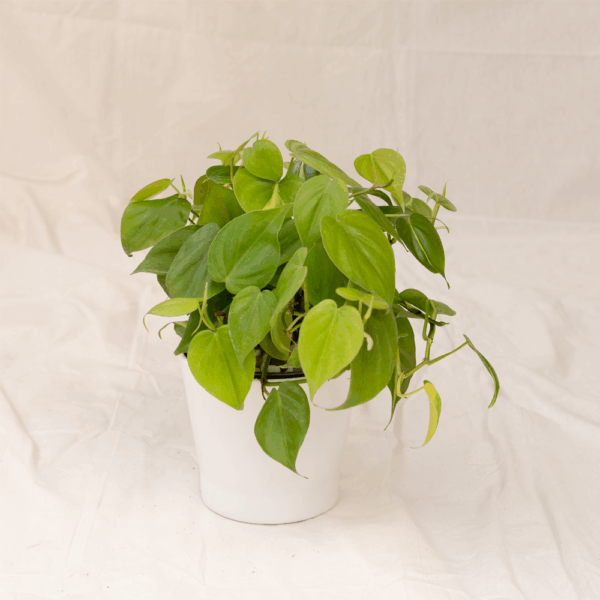 Philodendron Heartleaf | Heartleaf Philodendron