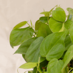 Philodendron Heartleaf | Heartleaf Philodendron