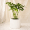 Philodendron Selloum | Lacy Tree Philodendron
