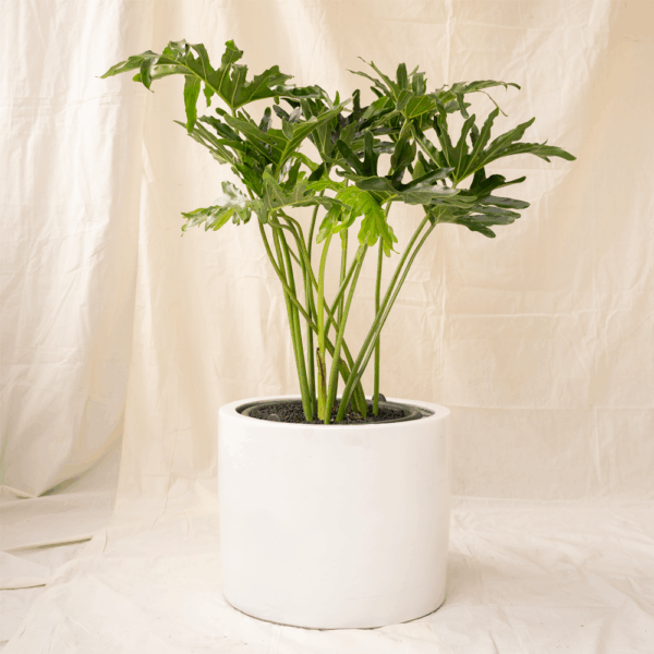 Philodendron Selloum | Lacy Tree Philodendron