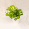 Sirih Gading | Pothos