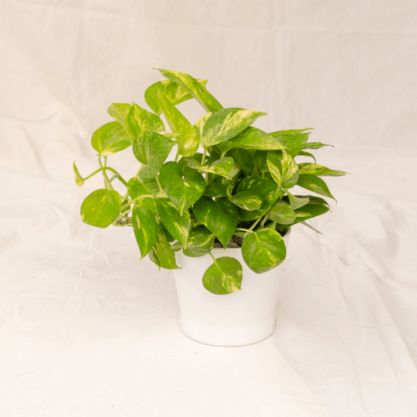 Sirih Gading | Pothos