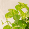 Sirih Gading | Pothos