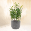 Song of Jamaica | Dracaena reflexa 'Aurea Variegata'