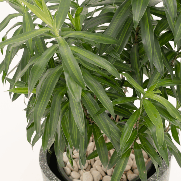Song of Jamaica | Dracaena reflexa 'Aurea Variegata'